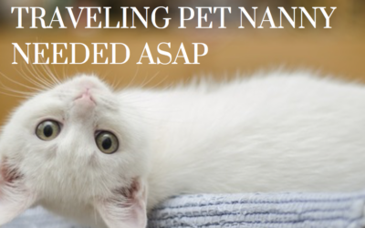 Kitten Nanny Needed ASAP