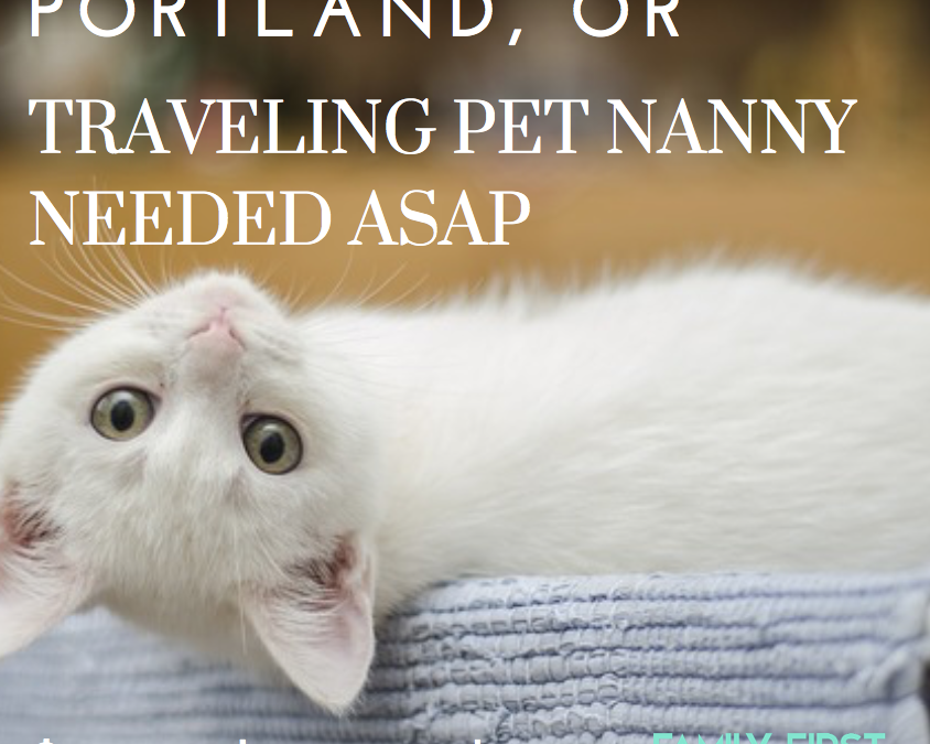 Kitten Nanny Needed ASAP